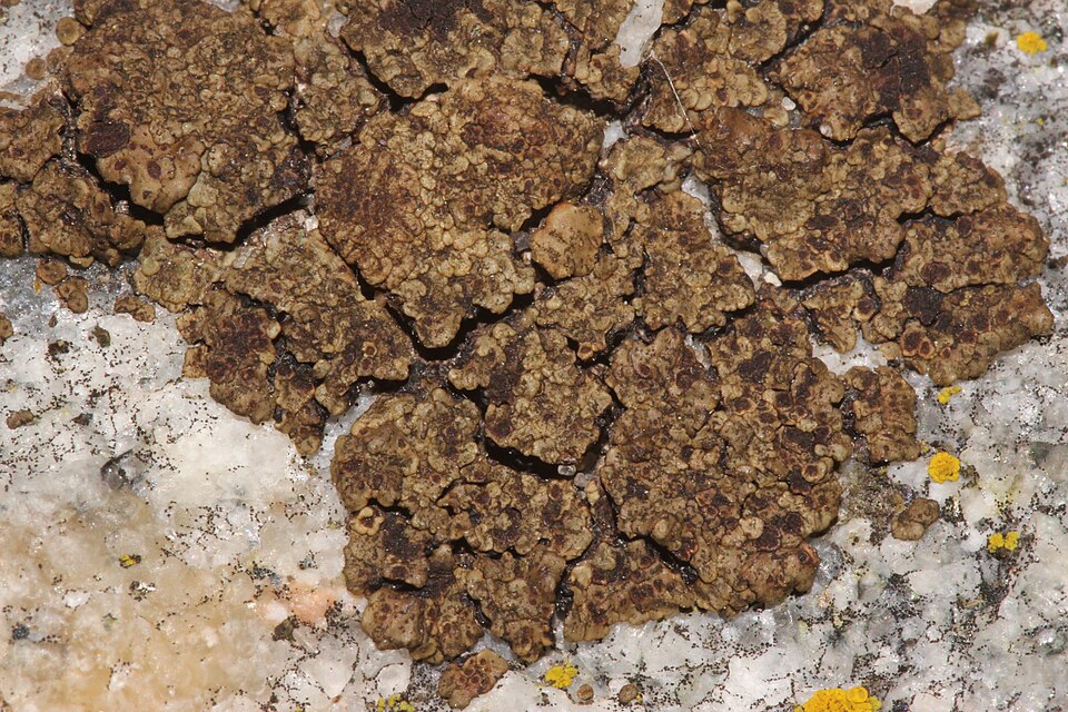 Cracked Lichen