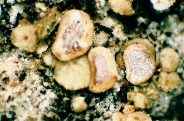 Cracked Lichen