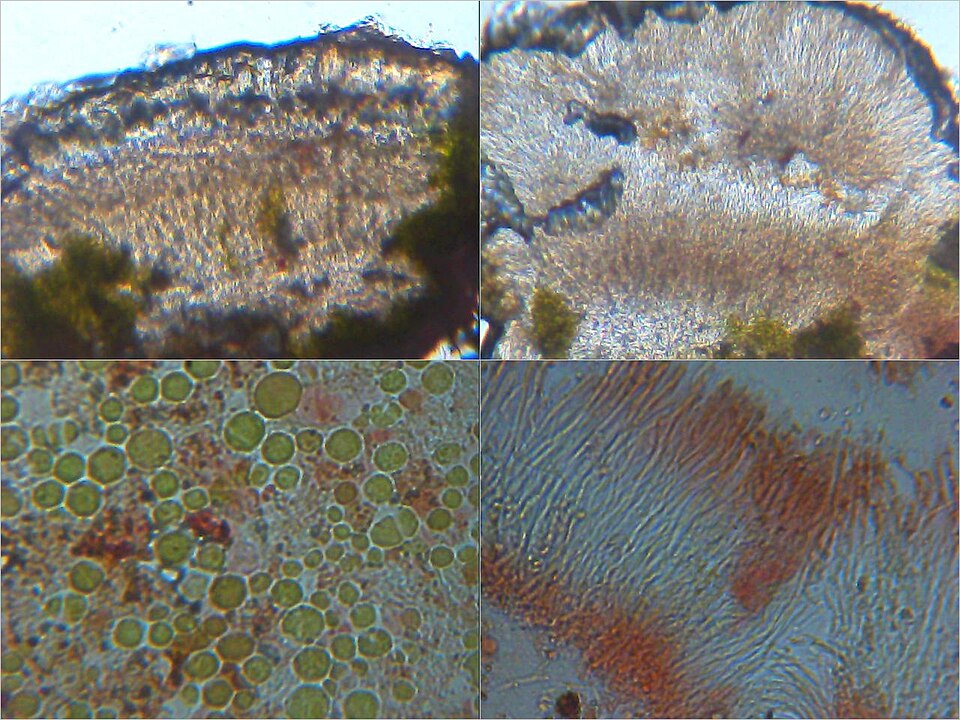 Nodule Cracked Lichen
