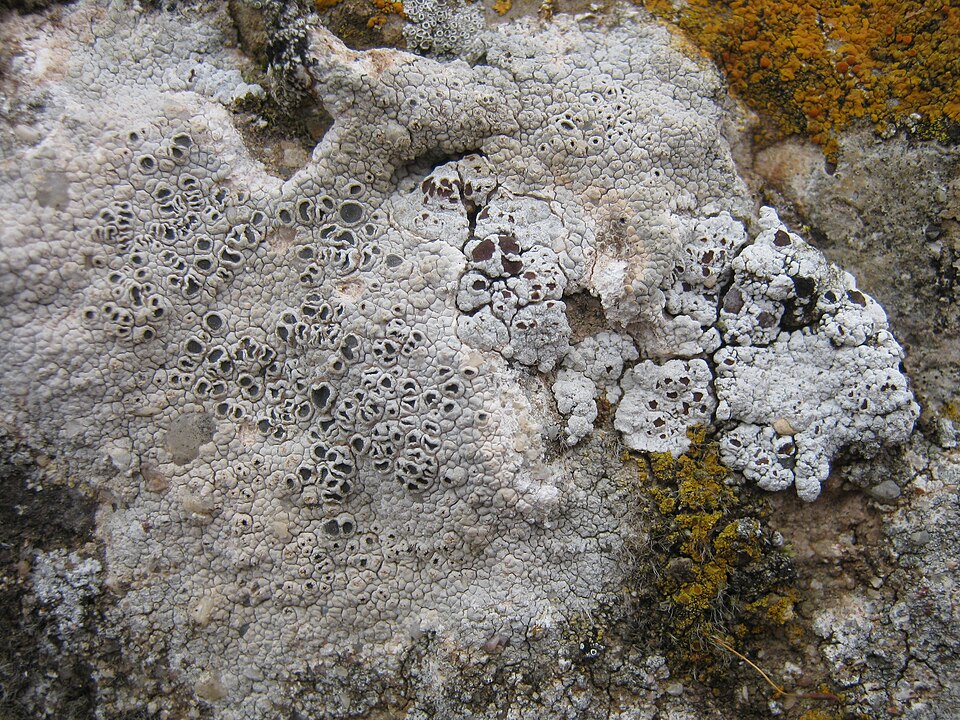 Nodule Cracked Lichen