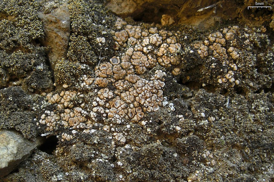 Cracked Lichen