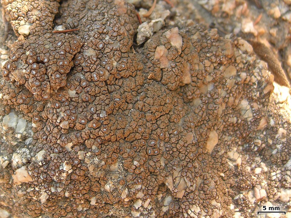 Cracked Lichen