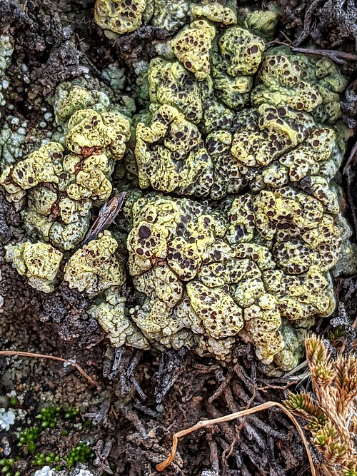 Schleicher's Cracked Lichen