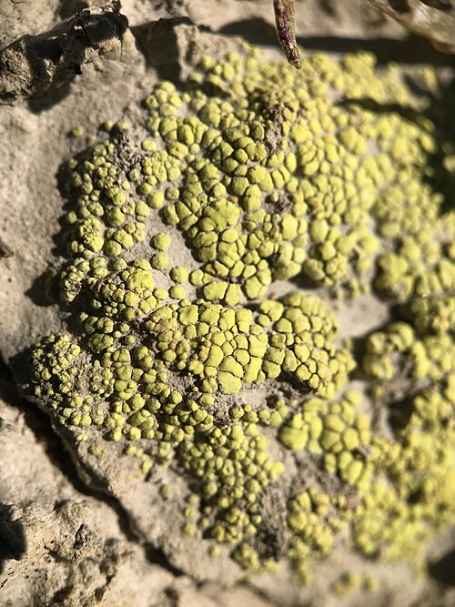 Schleicher's Cracked Lichen