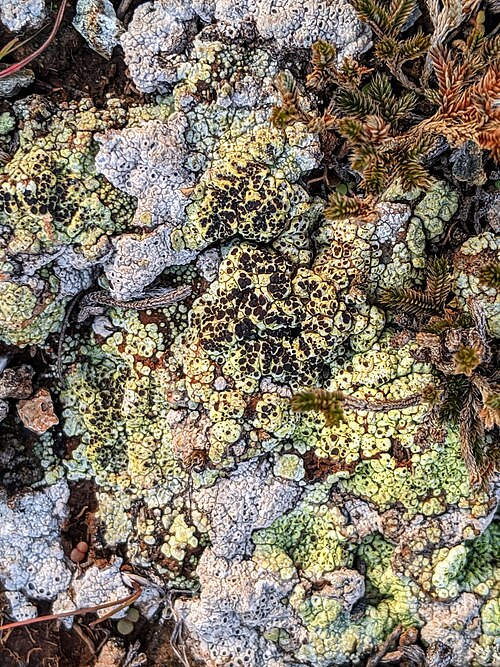 Schleicher's Cracked Lichen