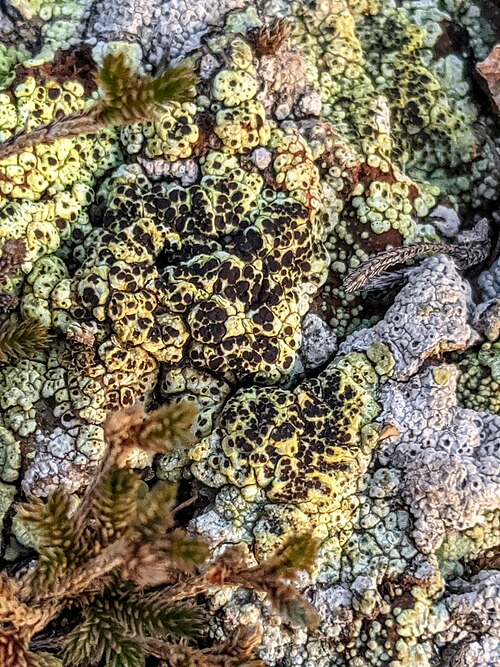 Schleicher's Cracked Lichen