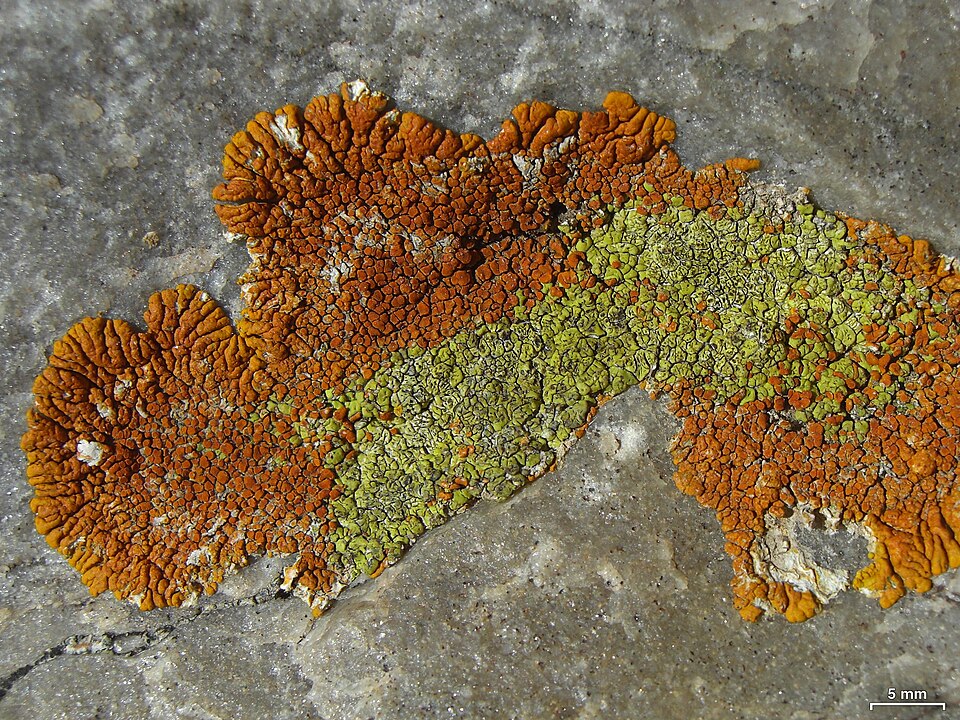 Cracked Lichen