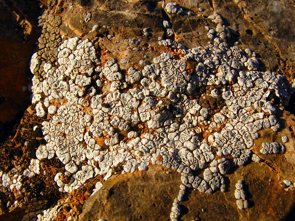 Cracked Lichen