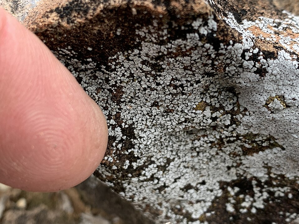 Cracked Lichen