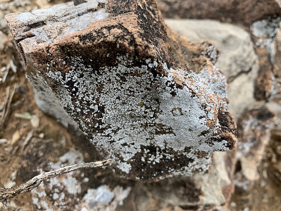 Cracked Lichen