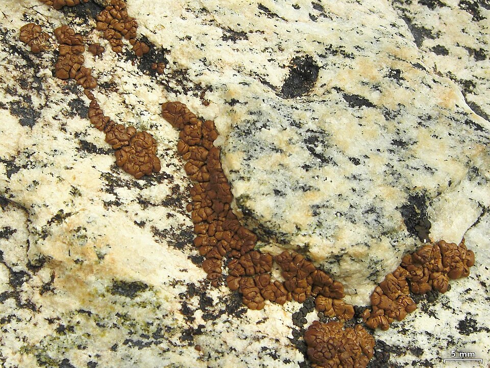 Cracked Lichen