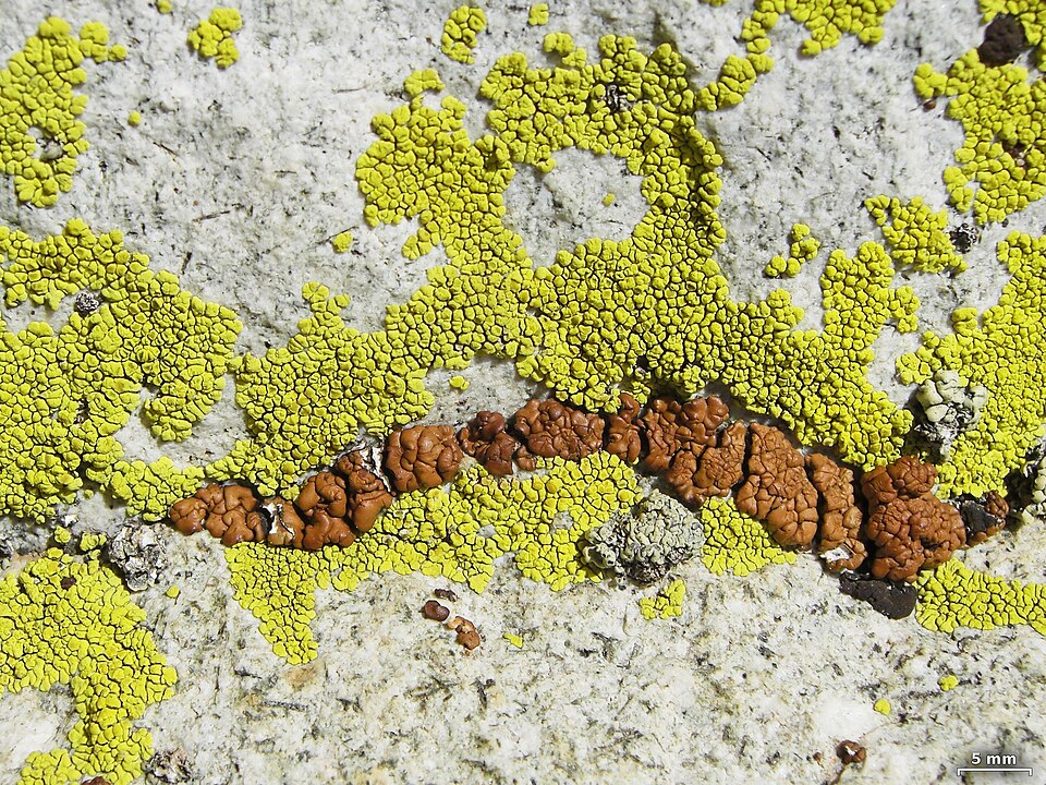 Cracked Lichen