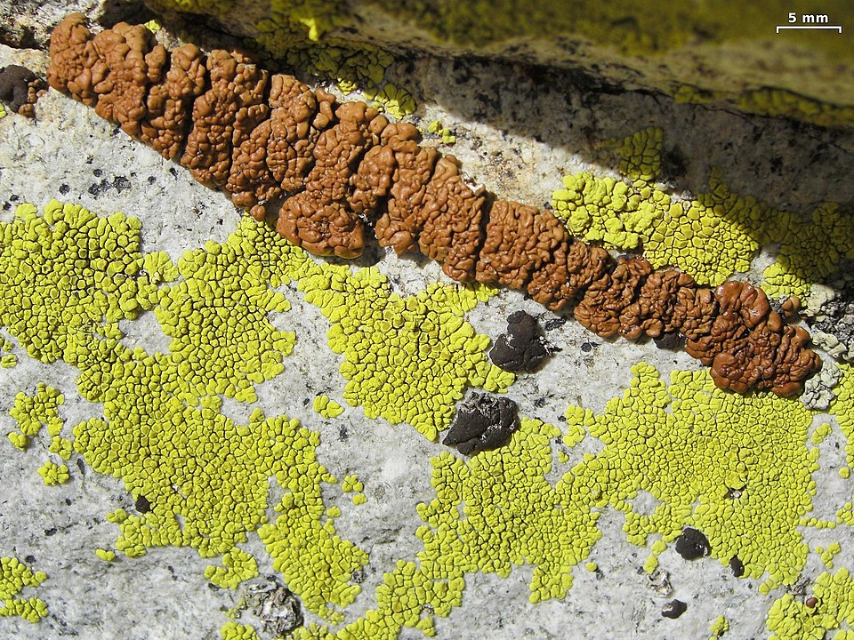 Cracked Lichen