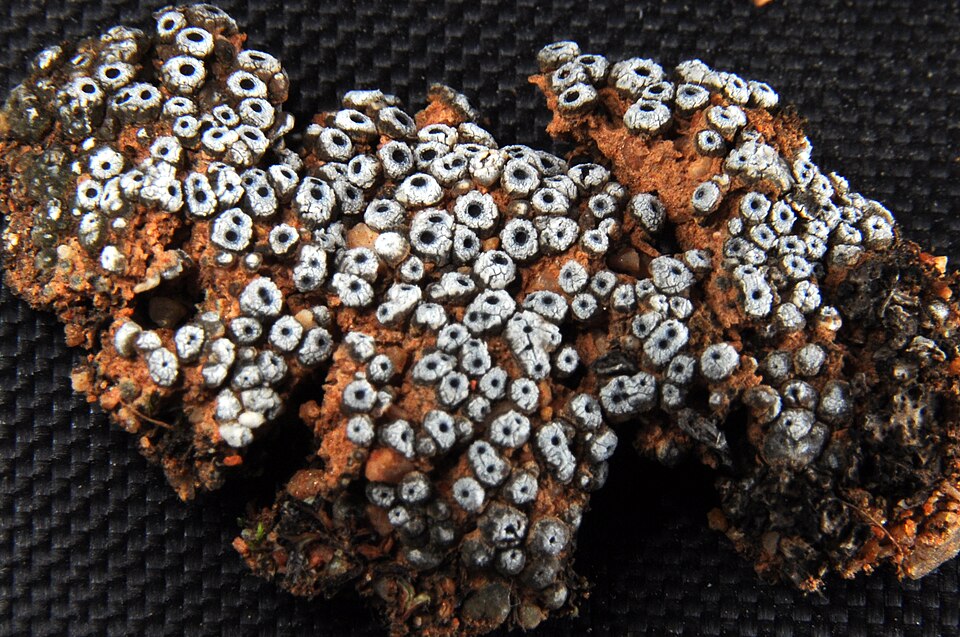 Cracked Lichen