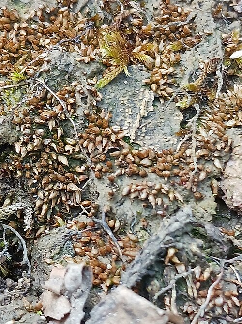Acaulon Moss