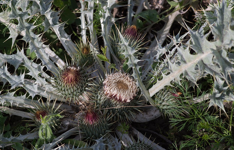Acaulon Moss