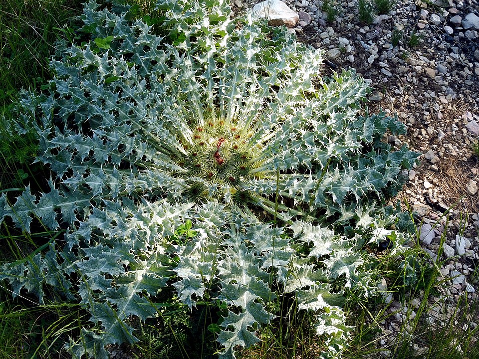 Acaulon Moss