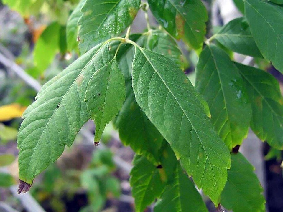 Ivyleaf Maple
