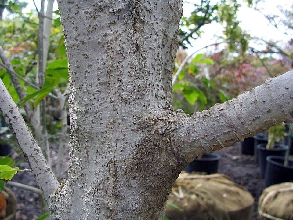 Ivyleaf Maple