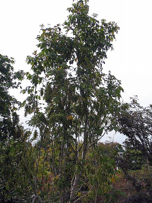 Ivyleaf Maple