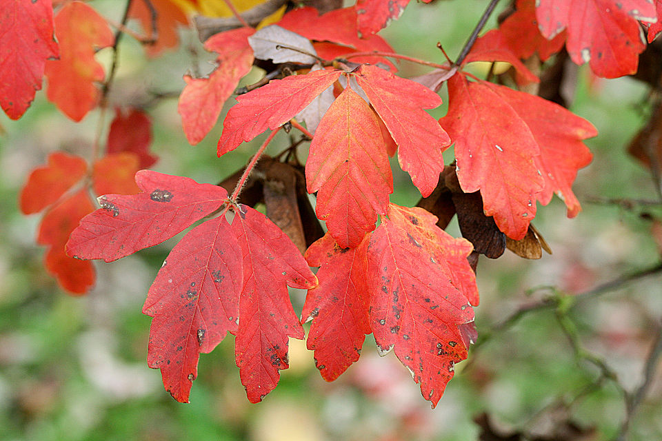 Paperbark Maple