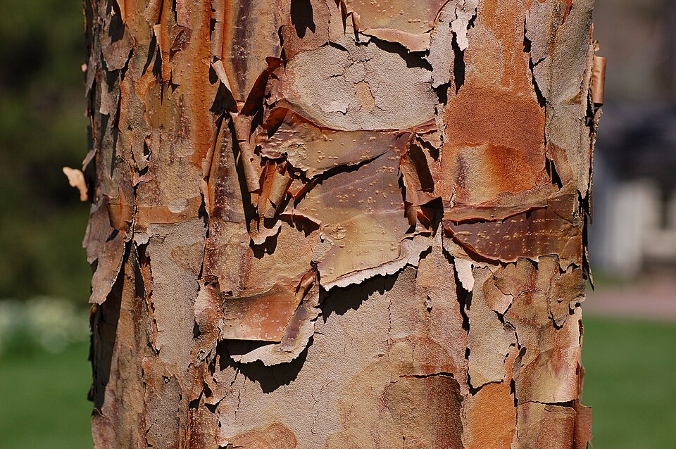 Paperbark Maple