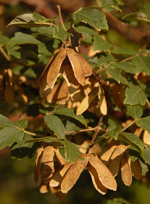 Paperbark Maple
