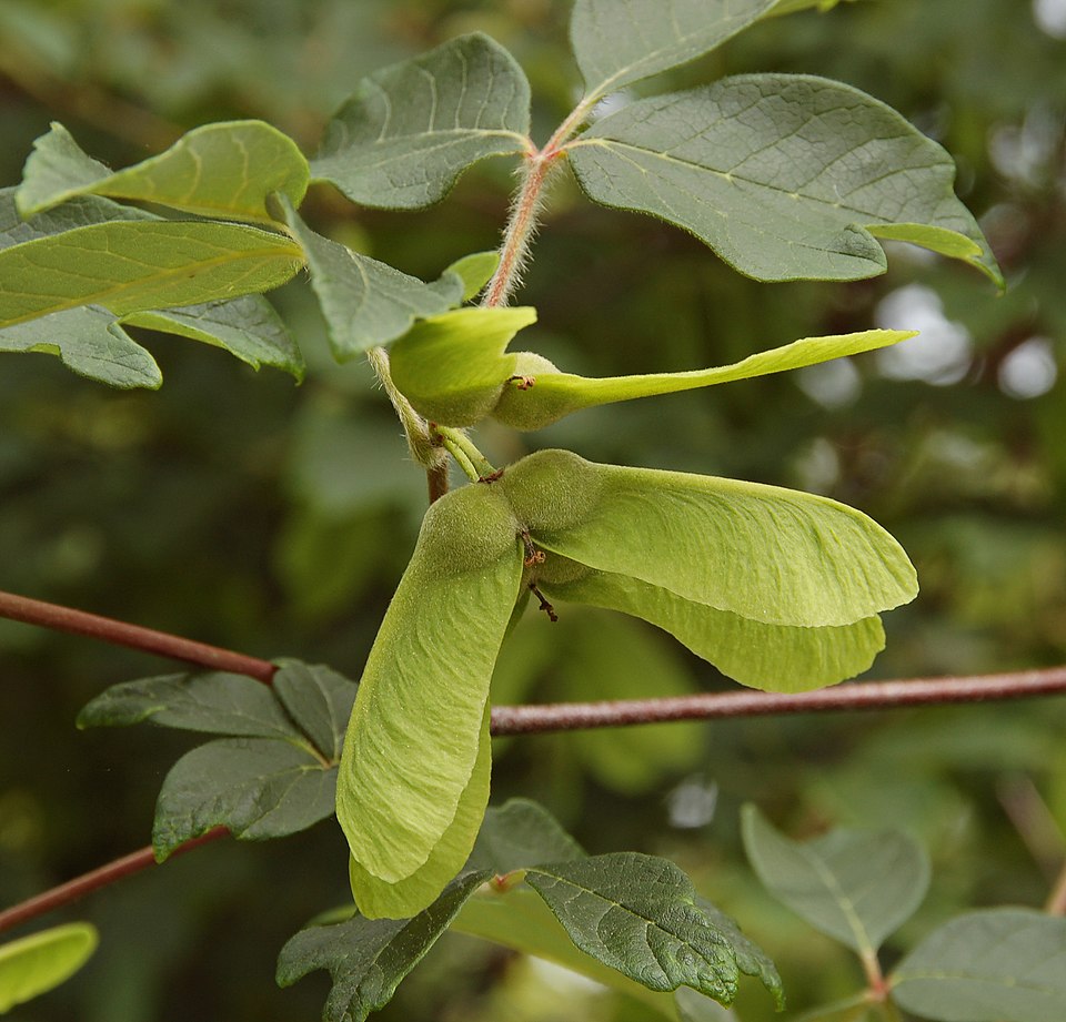 Paperbark Maple