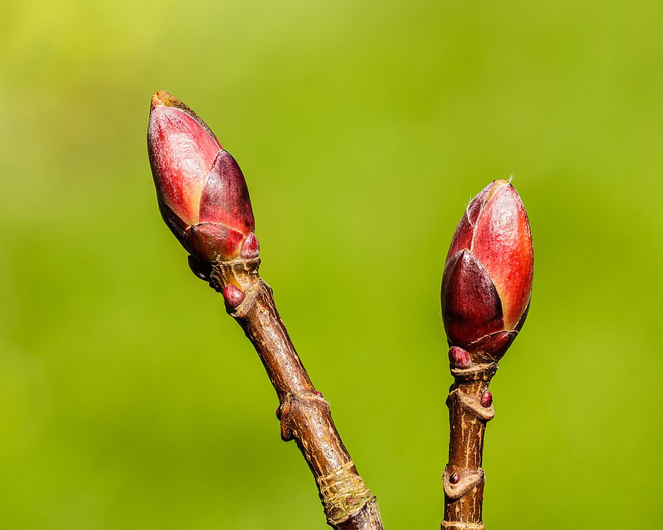 Sycamore Maple