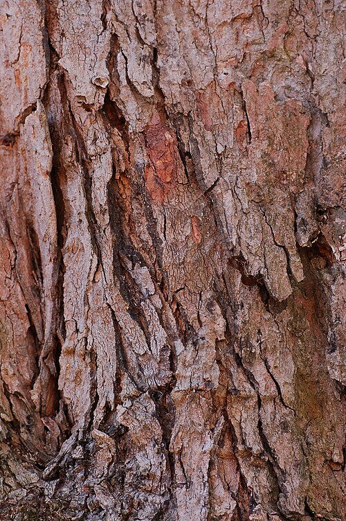 Sugar Maple