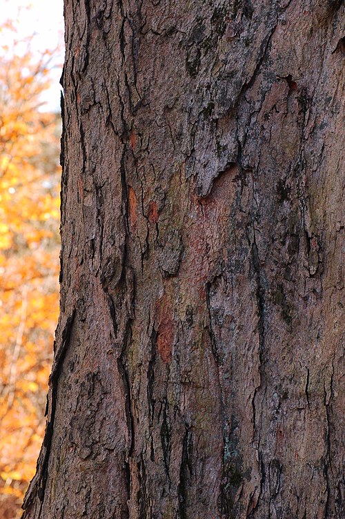 Sugar Maple