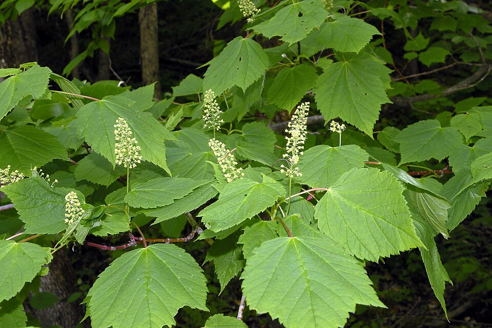Mountain Maple