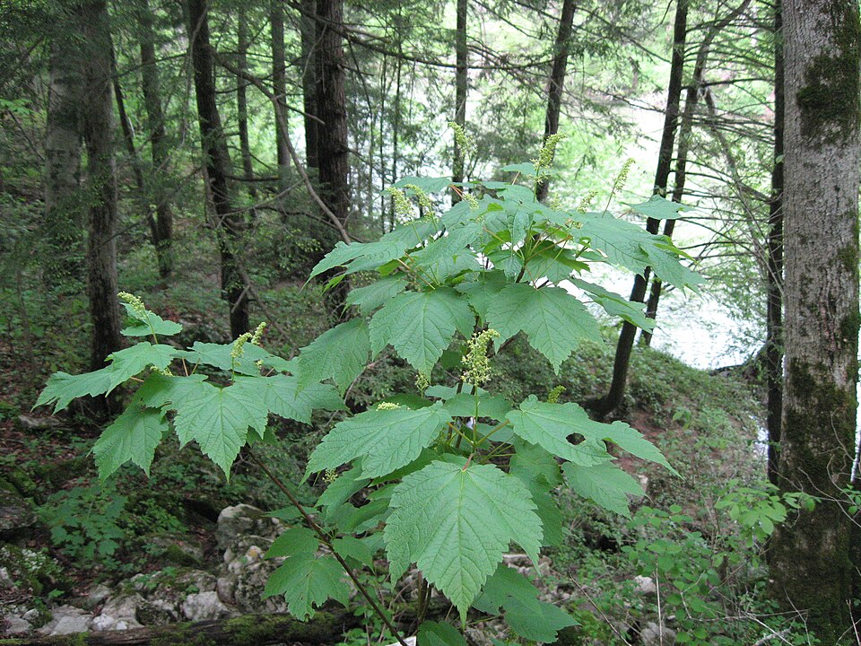 Mountain Maple