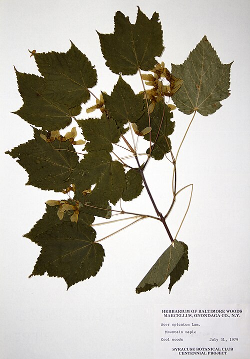 Mountain Maple