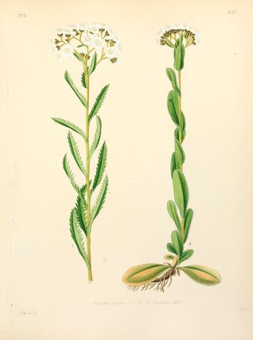 Chinese Yarrow