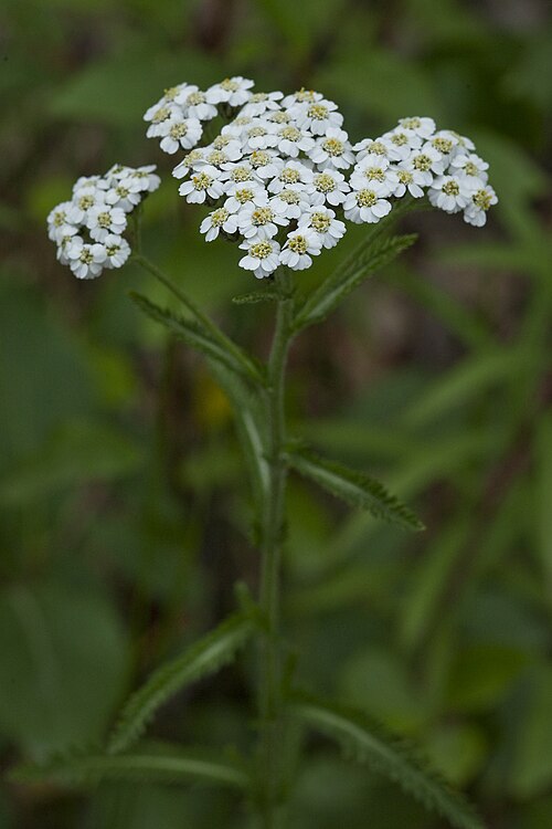 Chinese Yarrow