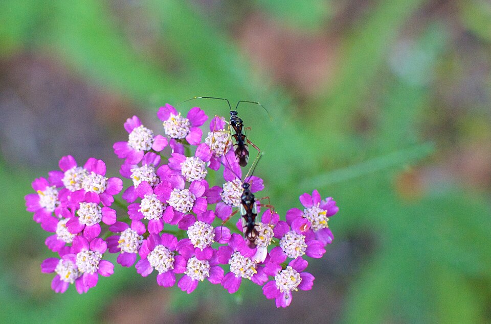 Chinese Yarrow