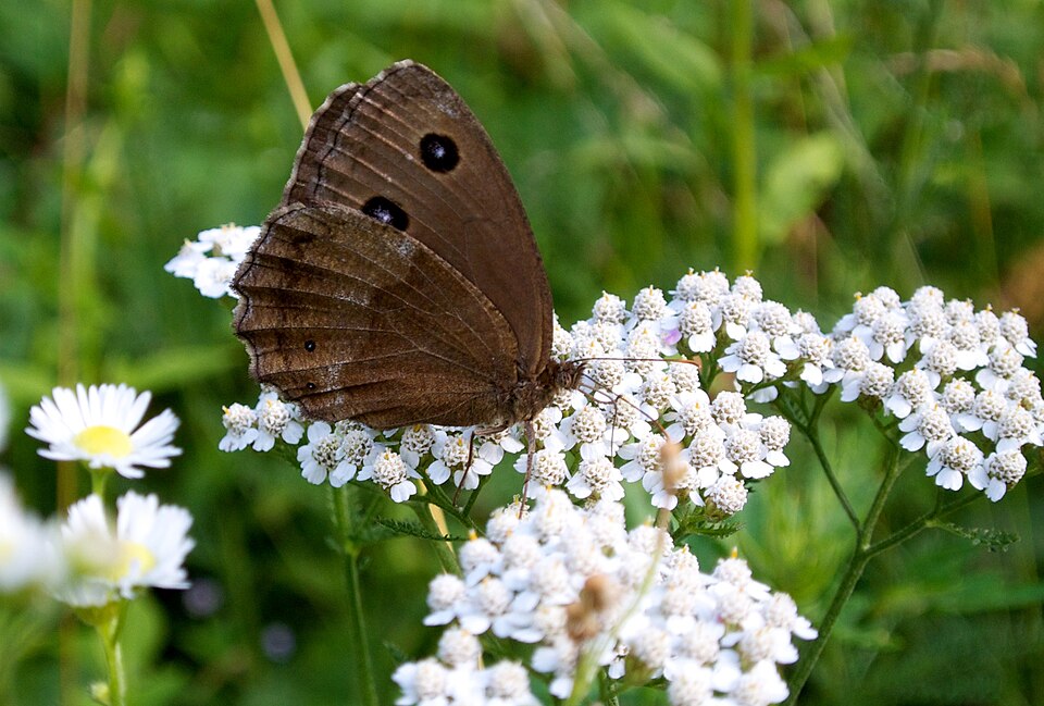 Chinese Yarrow