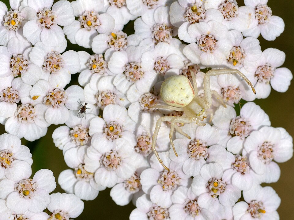 Common Yarrow