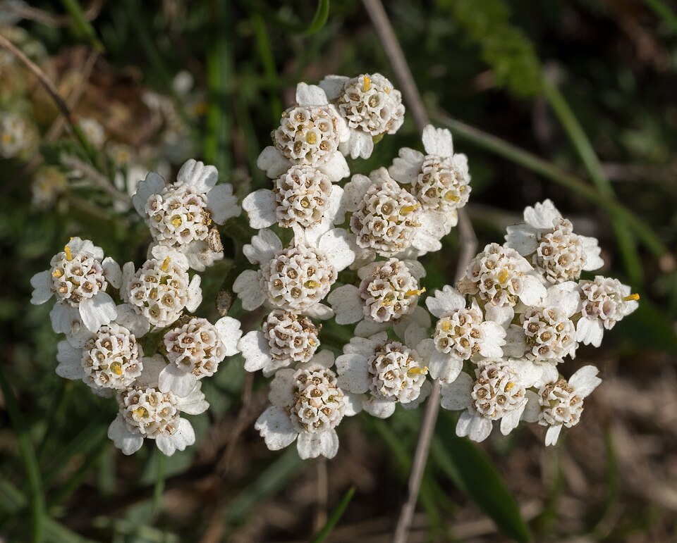 Common Yarrow