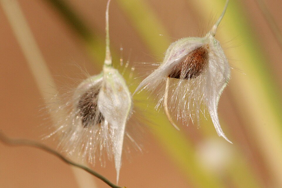 Indian Ricegrass