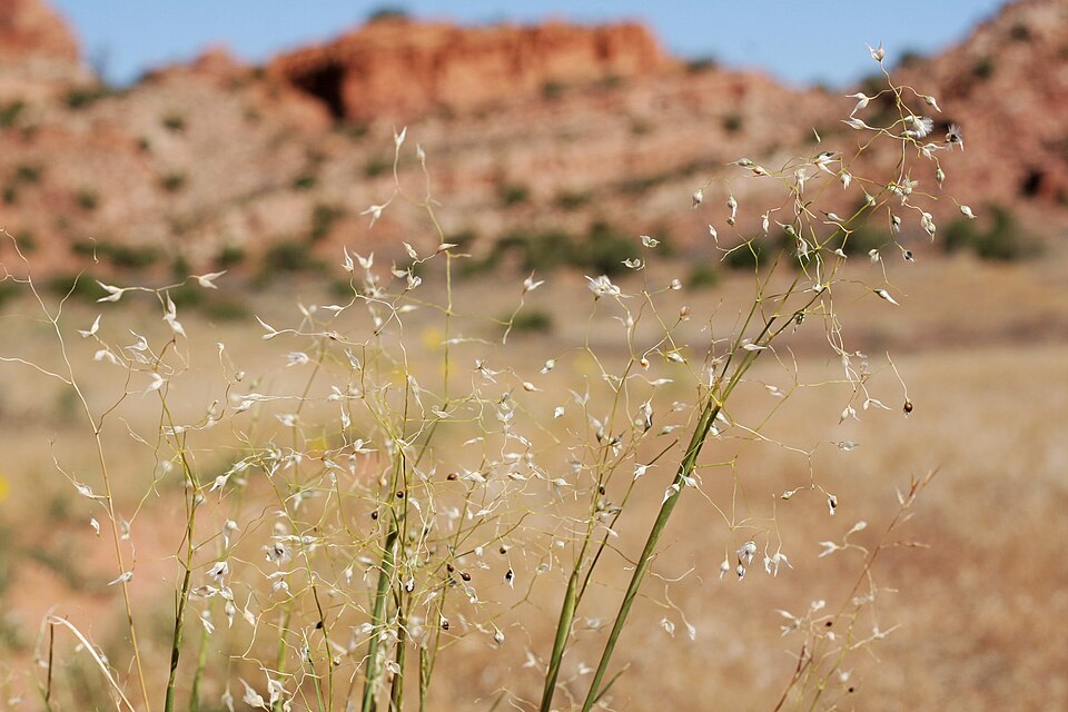 Indian Ricegrass