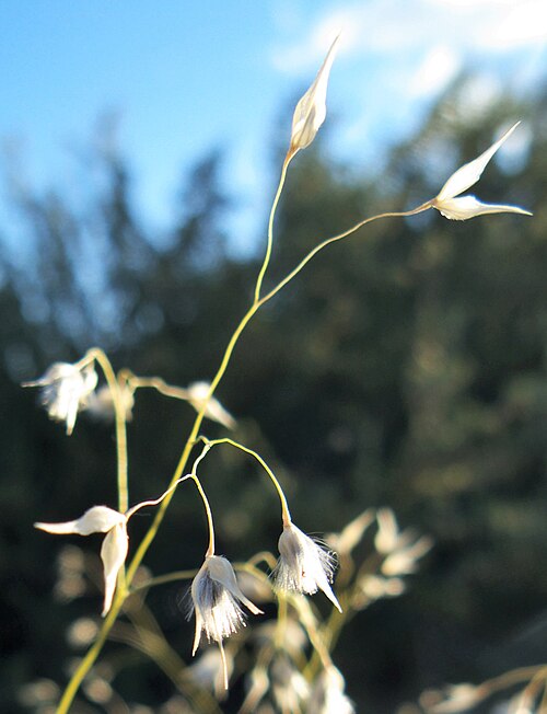 Indian Ricegrass