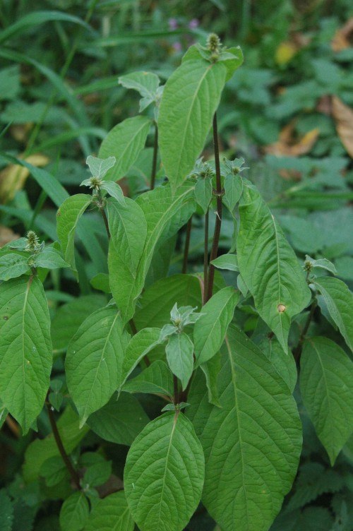 Japanese Chaff Flower