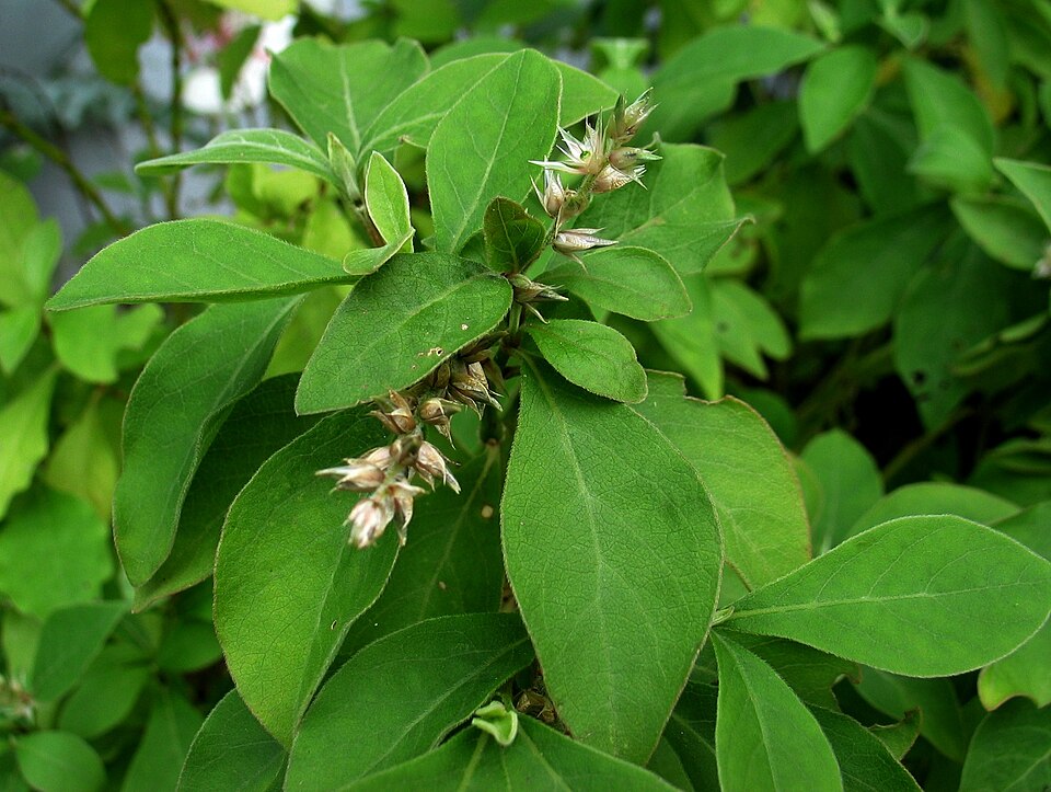 Blunt Chaff Flower