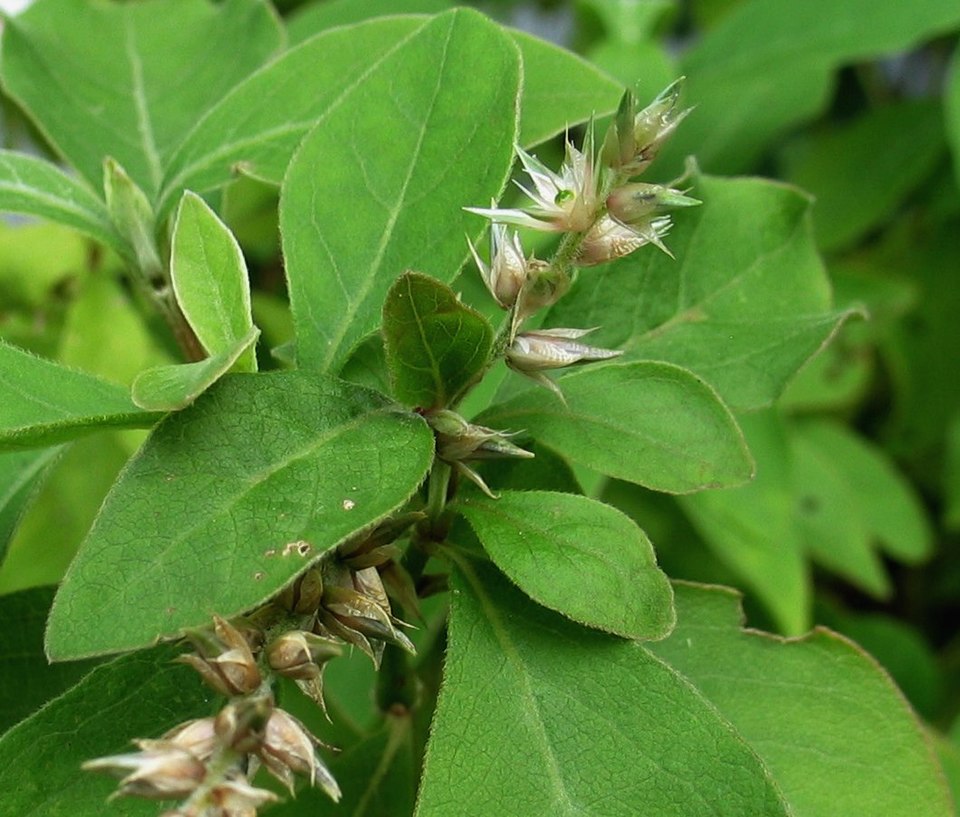 Blunt Chaff Flower