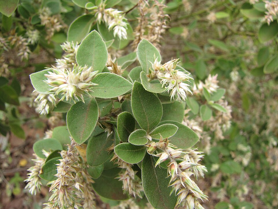 Blunt Chaff Flower