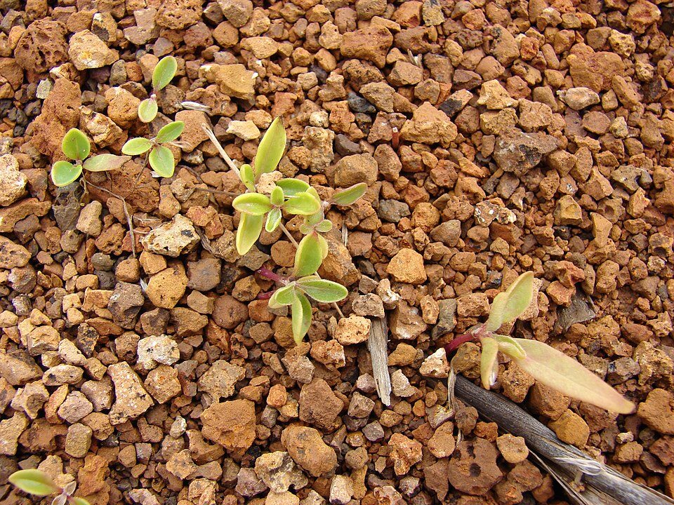 Maui Chaff Flower