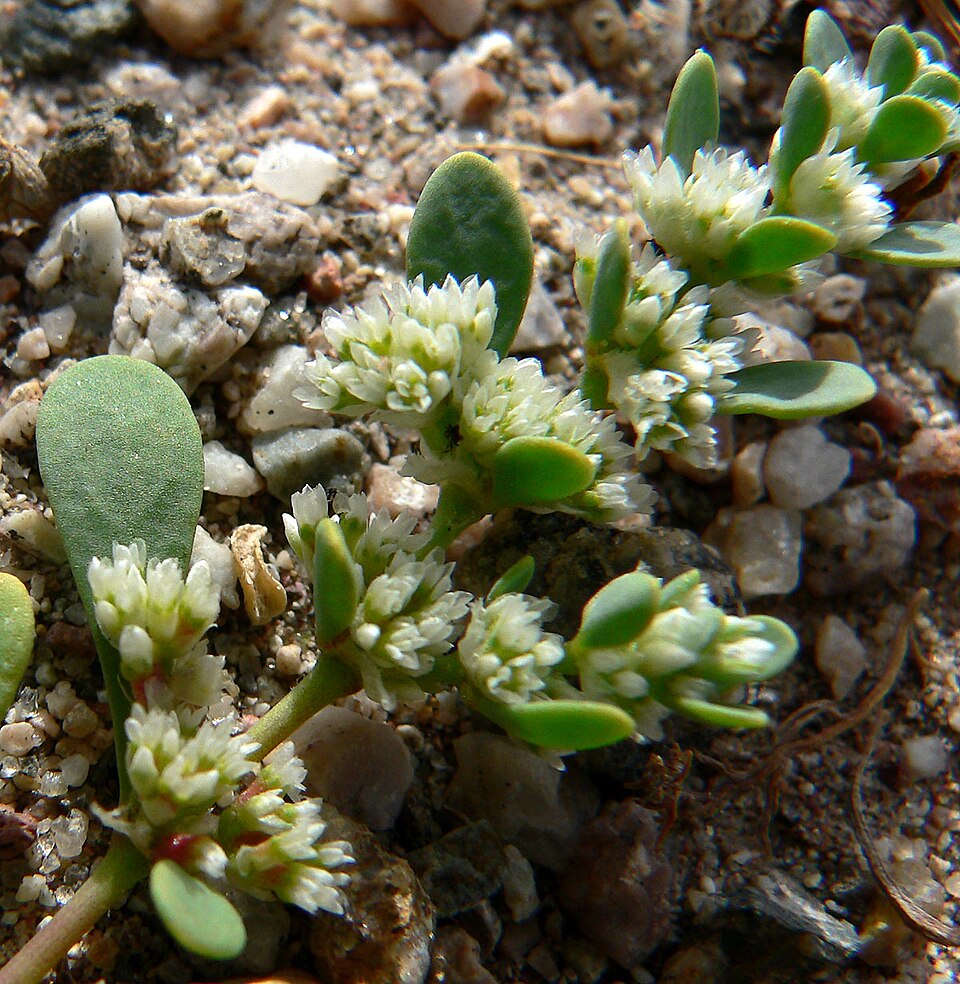 Achyronychia