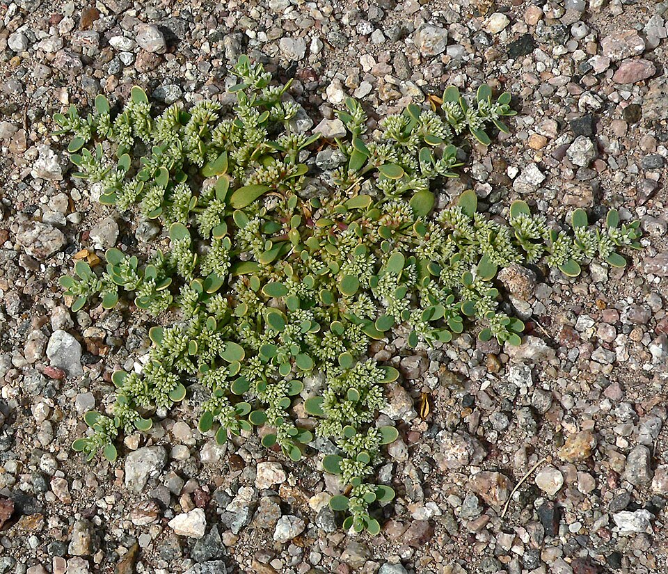 Achyronychia